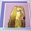 Afghan hound picture