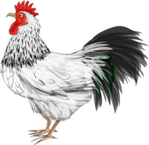 Animal Illustrator - Light Sussex Chicken