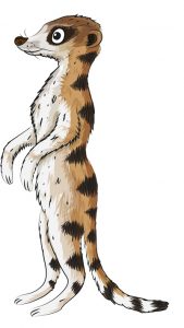Animal Illustrator - Meerkat