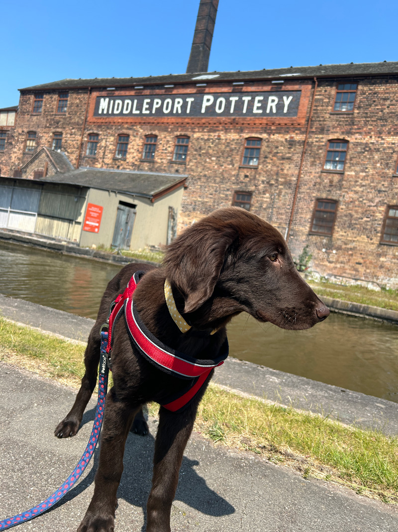 Dog friendly Middleport Pottery