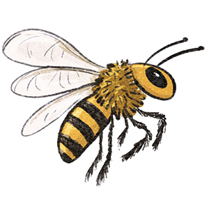 Bee illustration