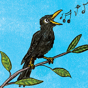 blackbird illustration
