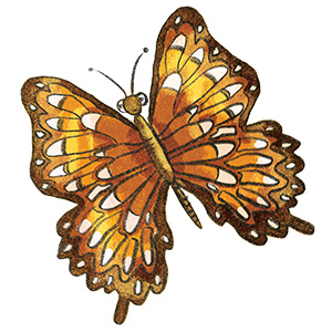 Butterfly