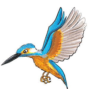Kingfisher illustration