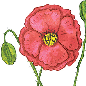 Poppy Illustration